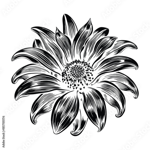 Vibrant watercolor style aster flowers with soft gradients and natural botanical elements