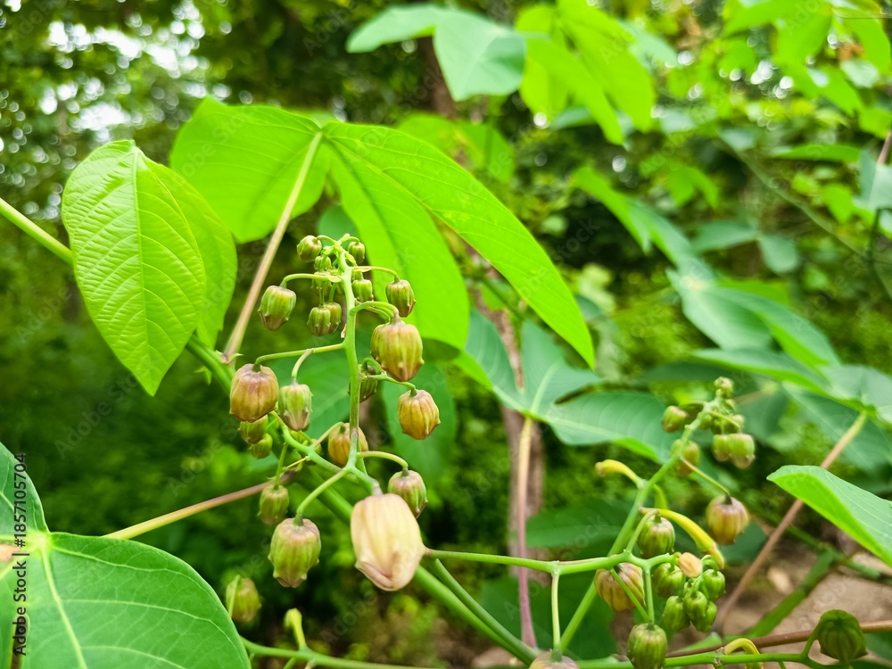 Obraz premium Macro shot of cassava flower buds hanging on a green branch with vibrant leaves, showcasing tropical agriculture and detailed botanical growth in a lush outdoor setting.