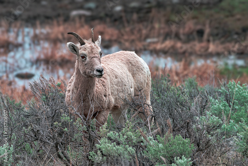 2021-05-11 A MATURE BIG HORN SHEEP STANDING IN UNDERBRUSH WITH NICE EYES AND A CLEAN COAT IN YELLOWSTONE NATIONAL PARK IN WYOMING