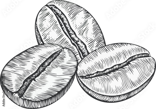 Hand drawn vector engraving illustration of coffee beans, beverage ingredient object, classis engraving