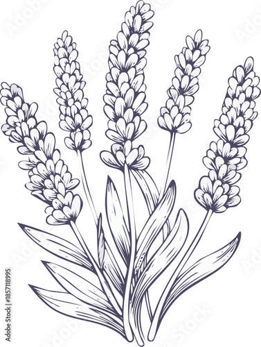Hand drawn vector engraving illustration of lavender flowers, herbal plant object