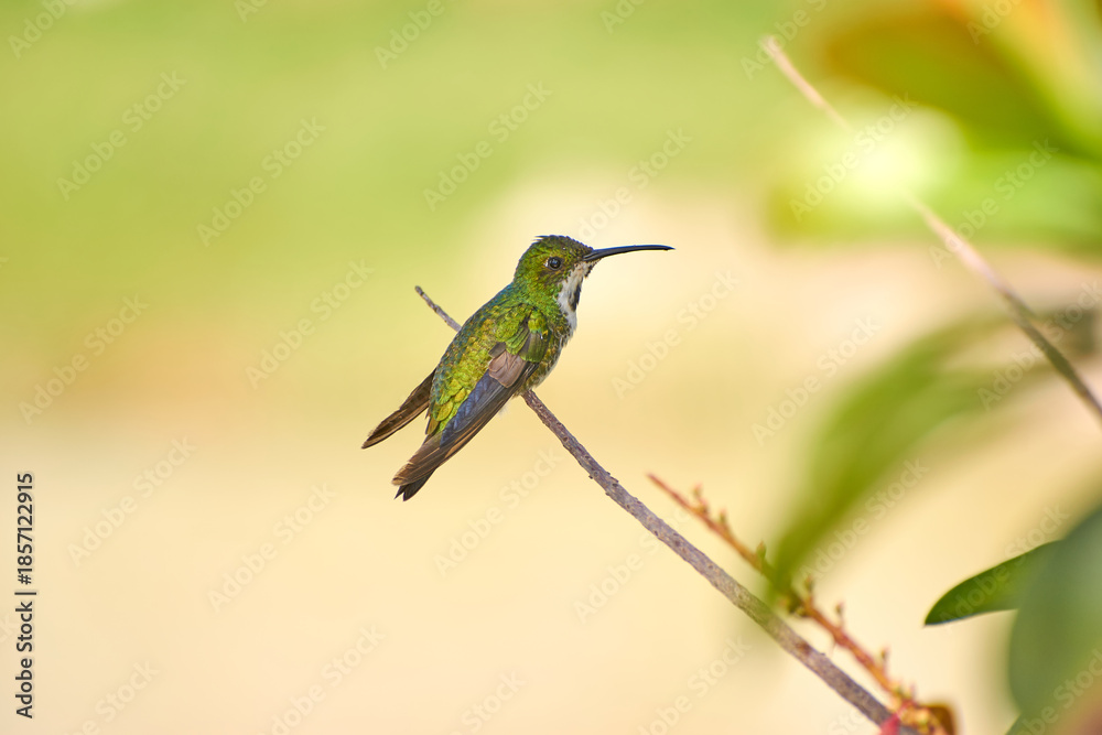 Fototapeta premium Beija-flor verde pousado em galho com espaço para texto e fundo desfocado