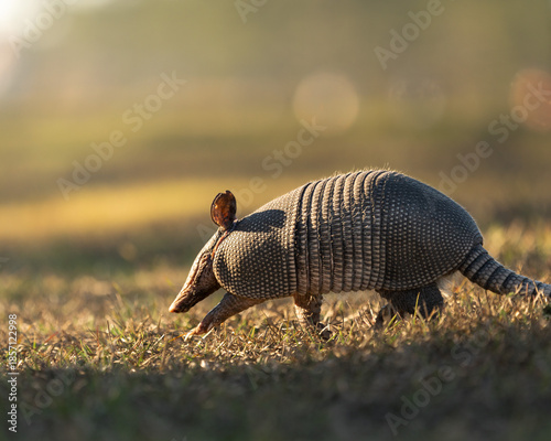Fotografie A nine-banded armadillo foraging in grass during natural daylight
