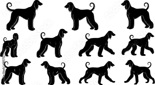 Afghan Hound dog silhouette set showing standing and walking poses, elegant long hair breed vector illustration isolated on white background