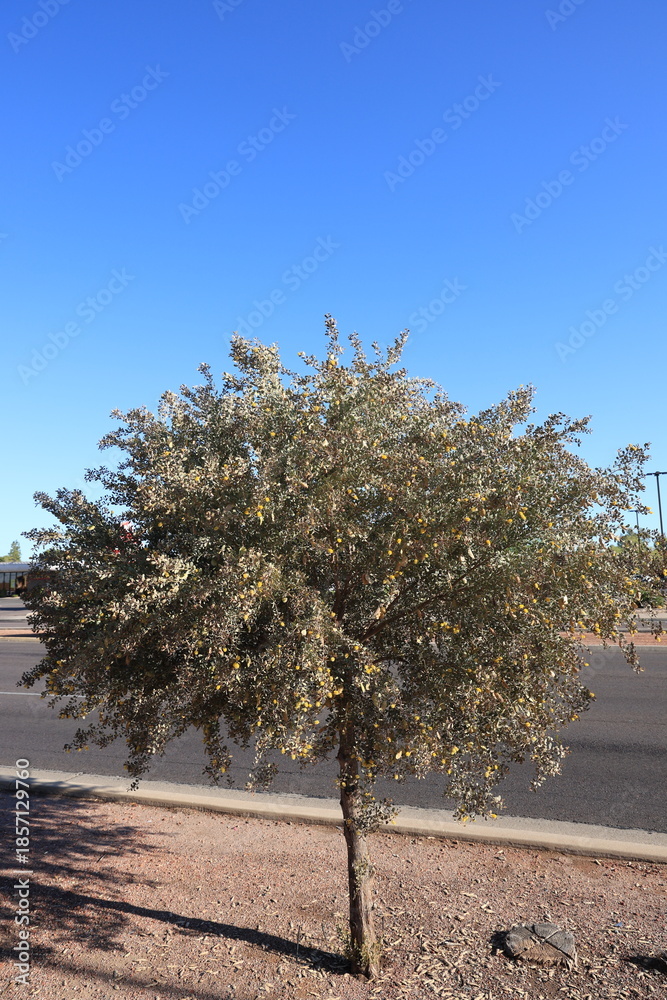Obraz premium Xeriscaped roadside with desert-like gravel and Leatherleaf Acacia (Acacia craspedocarpa) or Mulga Acacia (Acacia aneura) with yellow flowers in spring, a common drought-tolerant tree in Phoenix, A