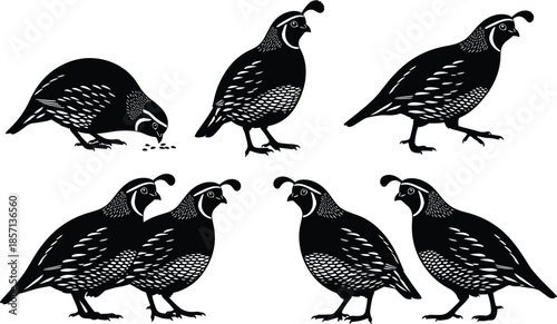 Black silhouette set of various quail birds in different poses, walking, standing, and feeding isolated on white background for nature.
