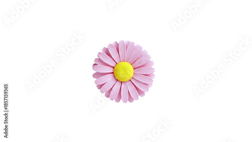 3D Pink Daisy Flower with Yellow Center on transparent background