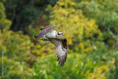 Close‑Up Osprey in Flight Carrying Fish