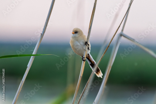 Female Panurus biarmicus in Longfeng Wetland, Daqing City, Heilongjiang Province, China