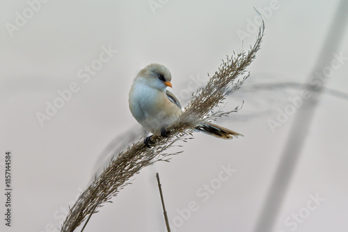 Female Panurus biarmicus in Longfeng Wetland, Daqing City, Heilongjiang Province, China