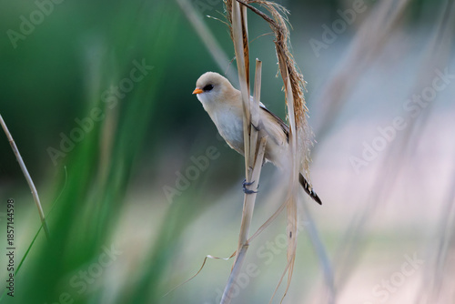 Female Panurus biarmicus in Longfeng Wetland, Daqing City, Heilongjiang Province, China