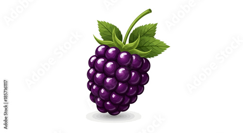 Illustration of a ripe blackberry with leaves on a white background