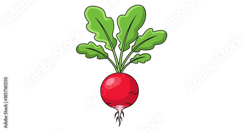 Bright Red Radish with Green Leaves Isolated on White Background