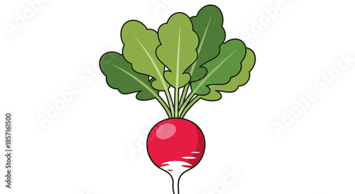 Illustration of a Radish with Green Leaves Clipping to the Rooted Bulb for Gourmet Vegetables