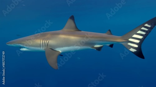 Wallpaper Mural Grey reef shark swimming in the blue ocean. Torontodigital.ca