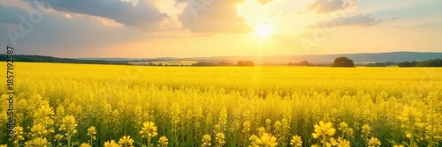 Golden rapeseed fields bathed in the warm summer sun, a vibrant yellow landscape stretching to the horizon Perfect for agricultural, environmental, and travel themes , ecology, horizon