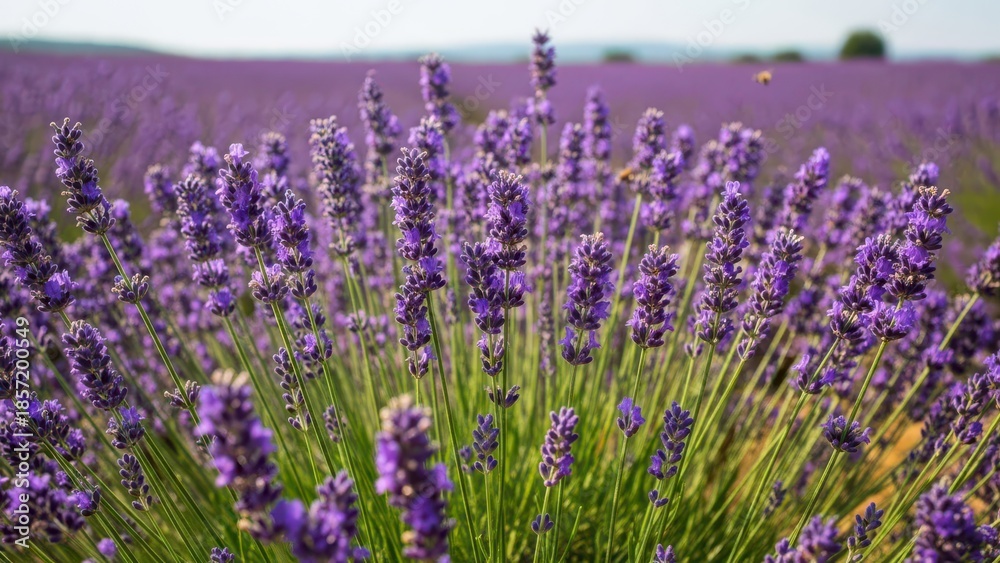 Obraz premium Summer season natural background. lavender flowers blooming on field. Lavender bushes closeup 