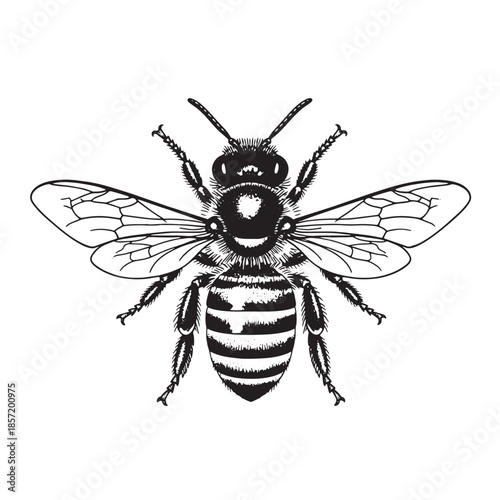 Bee with Wings Extended Vintage Sketch