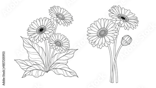 Set of two gerbera daisy arrangements in a detailed black and white hand-drawn style, showing a plant and a cut bouquet.