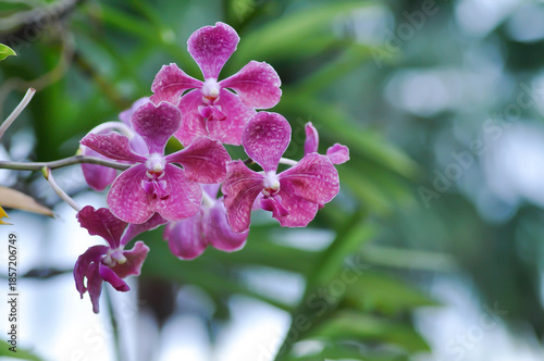 Foto Vanda, Vanda sp or aranda orchid or x aranda or orchidaceae or orchid
