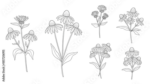 Set of six echinacea or coneflower bouquets in a delicate black and white dotted line art style for botanical illustrations.
