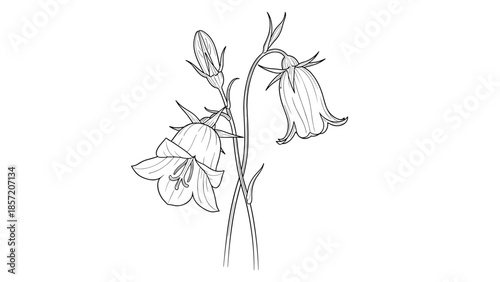 Hand-drawn illustration of peach-leaved bellflowers in a detailed black and white line art style on a white background.