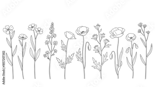 Collection of various wildflowers like poppies and buttercups arranged in a row, hand-drawn in a delicate line art style.