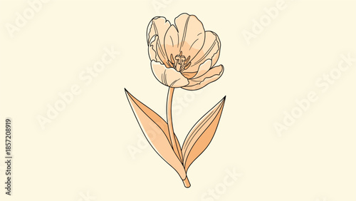 A beautiful hand-drawn illustration of a single peach-colored tulip flower against a pale yellow background in a vintage watercolor style.