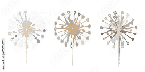 Three dandelion seed heads in varying stages of dispersal on black