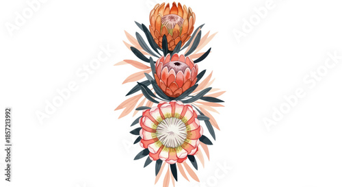 Three watercolor protea flowers arranged vertically with leaves