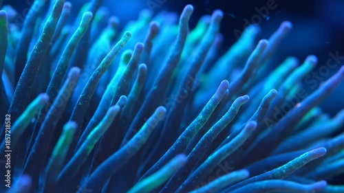 A vibrant macro shot of a tropical coral reef underwater captures colorful anemone tentacles and exotic fish in an abstract display of nature resembling red and orange fireworks in the blue ocean