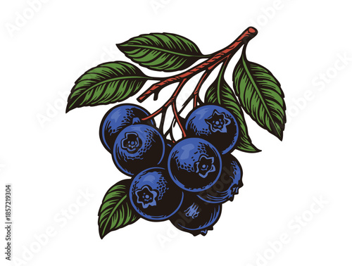 Fresh wild blueberries on a leafy branch vintage woodcut illustration.
