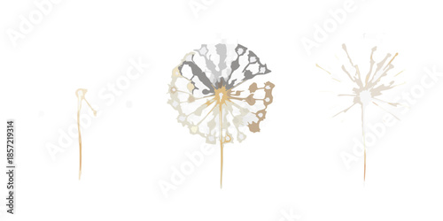 A visual depiction of a dandelion s life cycle from bud to seed dispersal