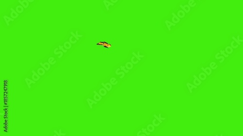 Orange Sulphur Butterfly Flying on Green Screen | Colias Eurytheme Insect Loop | Yellow Garden Nature VFX