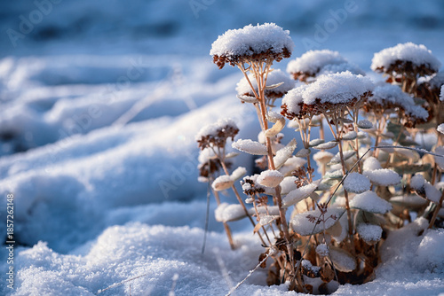 Winter atmospheric landscape with frost-covered dry plants during snowfall. Winter Christmas background © alexkich