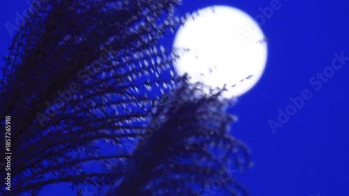 満月とススキ　夜の空