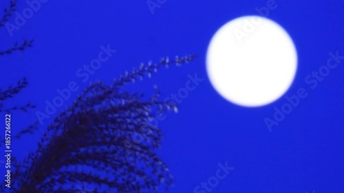 満月とススキ　夜の空