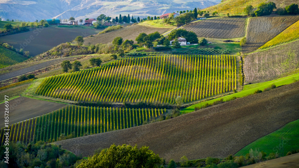 Fototapeta premium Foliage d'autunno nei vigneti del vino Sangiovese delle colline bolognesi. Imola, Bologna, Emilia Romagna. Italia