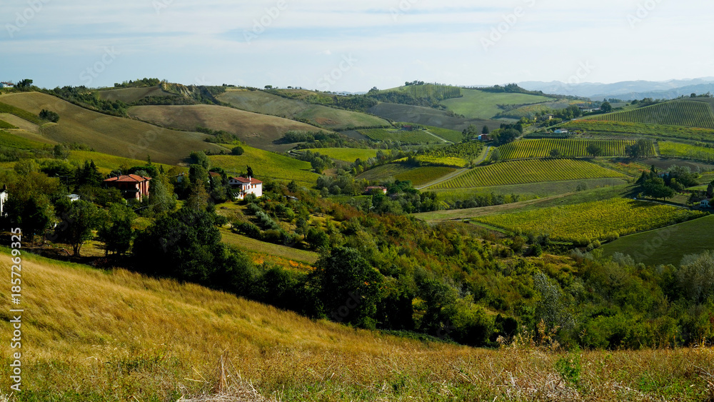 Obraz premium Foliage d'autunno nei vigneti del vino Sangiovese delle colline bolognesi. Imola, Bologna, Emilia Romagna. Italia 