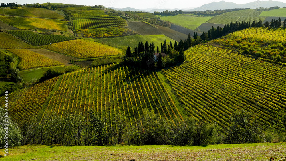Obraz premium Foliage d'autunno nei vigneti del vino Sangiovese delle colline bolognesi. Imola, Bologna, Emilia Romagna. Italia