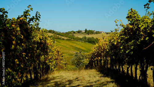 Foliage d'autunno nei vigneti del vino Sangiovese delle colline bolognesi. Imola, Bologna, Emilia Romagna. Italia	