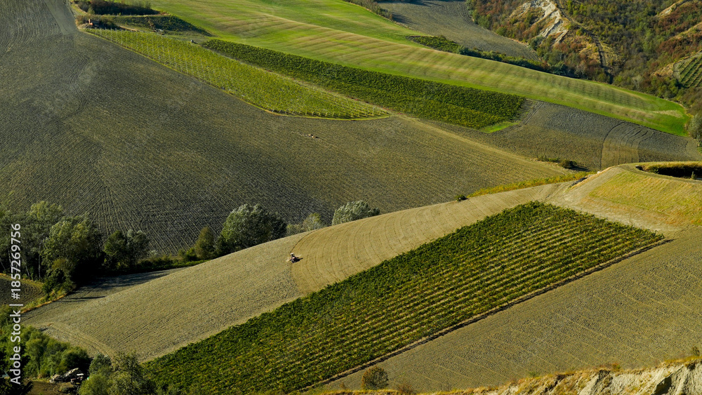 Naklejka premium Foliage d'autunno nei vigneti del vino Sangiovese delle colline bolognesi. Imola, Bologna, Emilia Romagna. Italia 