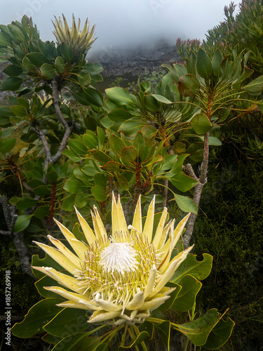 Obraz na płótnie Beautiful yellow variety of a king protea (Protea cynaroides) growing on the slopes of the Kleinrivier  Mountains at Hermanus, Whale Coast, Western Cape, South Africa