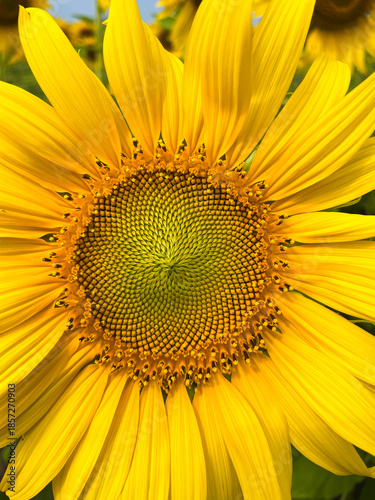 Macro View of Sunflower Disc Florets and Petals