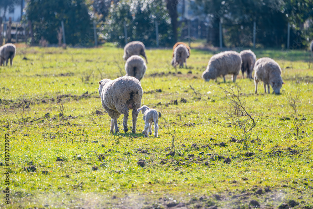 Fototapeta premium Journeying Together - Ewe and Lamb Walking Away