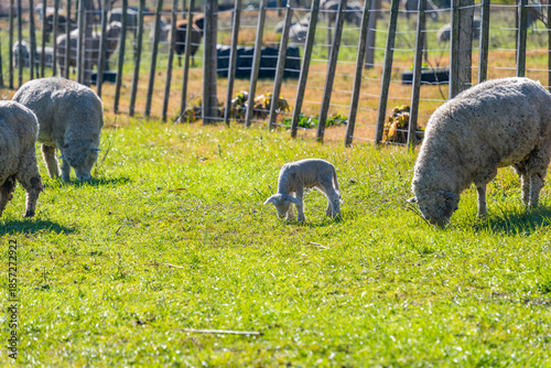 Photos Spring Lamb's First Graze near Mother Ewes