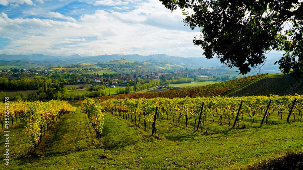Naklejka premium Foliage d'autunno nei vigneti del vino Lambrusco delle colline modenesi di Castevetrano.Modena, Emilia Romagna. Italia