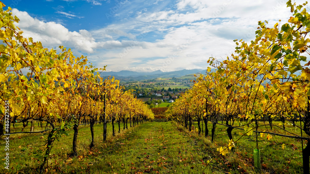 Naklejka premium Foliage d'autunno nei vigneti del vino Lambrusco delle colline modenesi di Castevetrano.Modena, Emilia Romagna. Italia