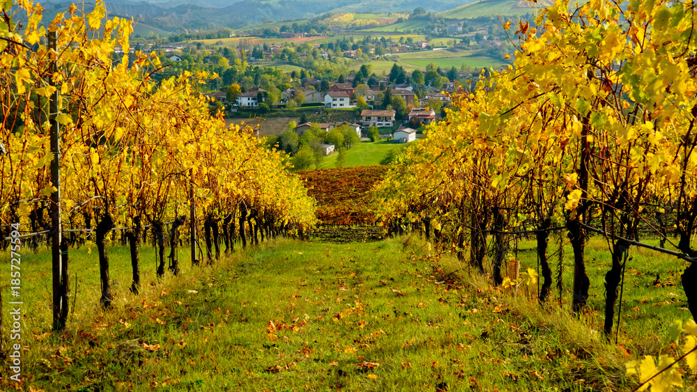 Naklejka premium Foliage d'autunno nei vigneti del vino Lambrusco delle colline modenesi di Castevetrano.Modena, Emilia Romagna. Italia