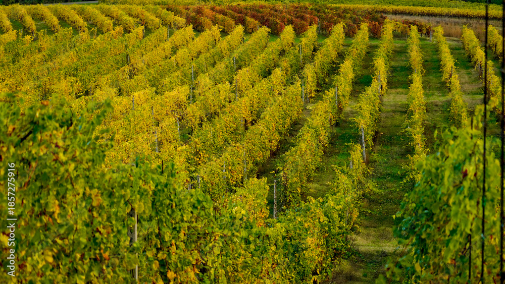 Fototapeta premium Foliage d'autunno nei vigneti del vino Lambrusco delle colline modenesi di Castevetrano.Modena, Emilia Romagna. Italia